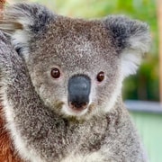 Baby Animals, Boomerangs & BBQ Lunch