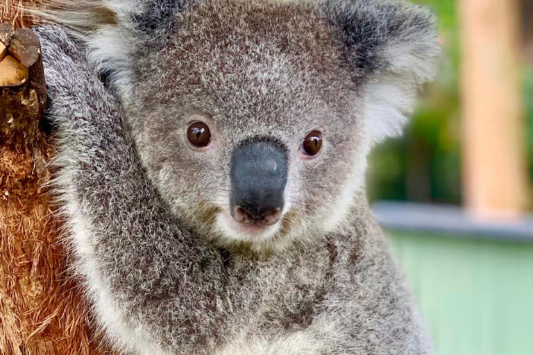 Baby Animals, Boomerangs & BBQ Lunch From Sydney: Baby Animals & Boomerangs Tour with BBQ Lunch