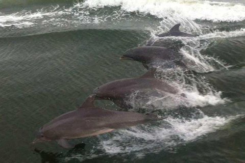 Orange Beach: Dolphin Cruise