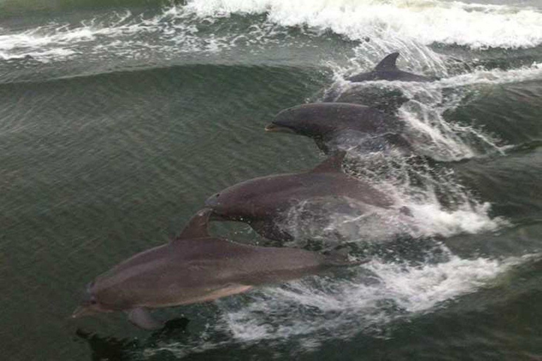 Orange Beach: Dolphin Cruise