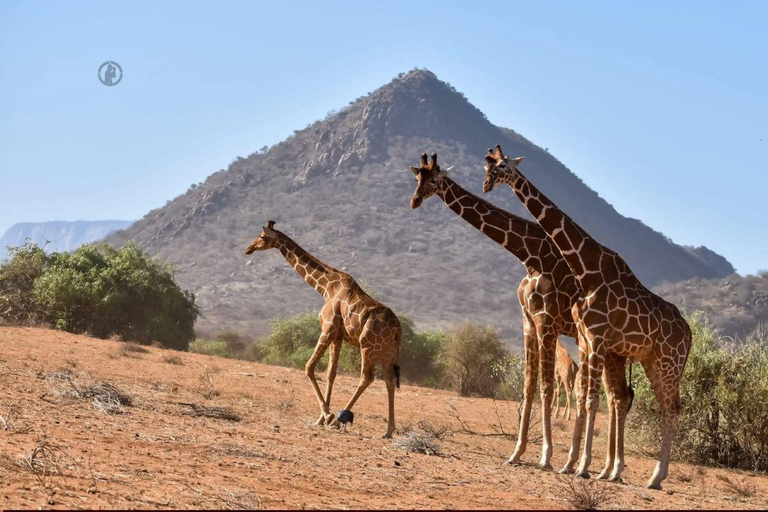 3 Days, 2 nights safari to Samburu National Reserve 3 Days private safari in a 4x4 Landcruiser jeep
