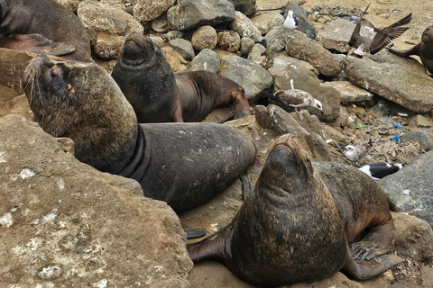 Valparaíso: Stadsrundtur med Viña del MarValparaíso: Stadsvandring med höjdpunkter i Viña del Mar