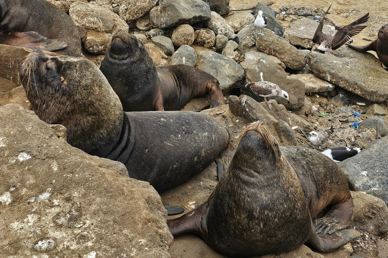 Valparaíso: Stadsrundtur med Viña del MarValparaíso: Stadsvandring med höjdpunkter i Viña del Mar