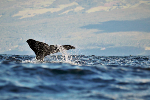 Whale and Dolphin Watching with Vila Franca Islet Visit