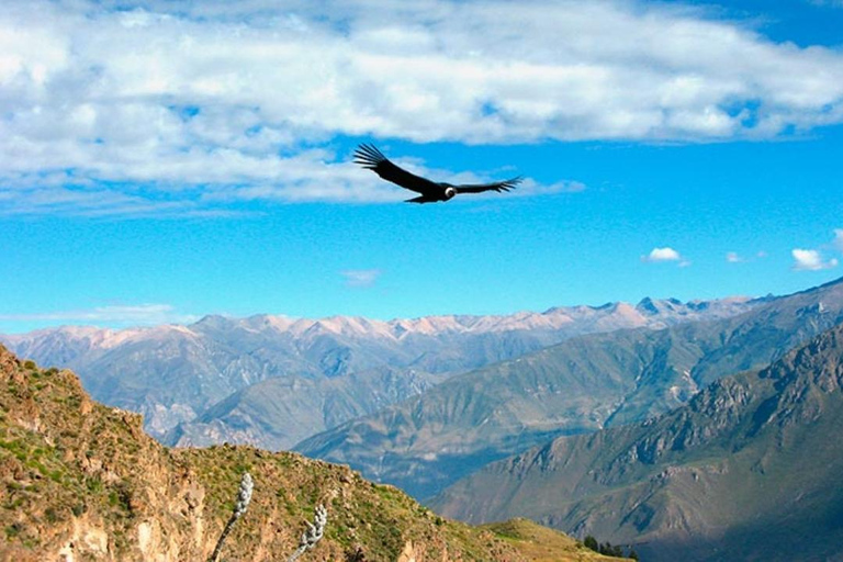 Chivay + the Colca Canyon lookout point - Condors