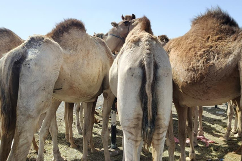 Muscat: Visit Sinaw Market, Izki Village, & Jarnan Cave Tour