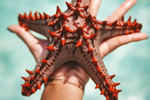 桑给巴尔：海星、浮潜和蓝泻湖探险桑给巴尔：海星、浮潜和蓝泻湖（含接送服务）