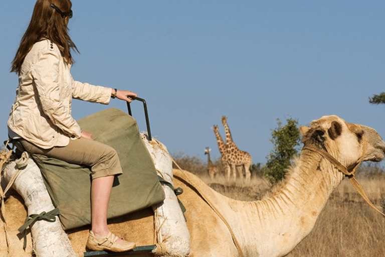 Camelback Wildlife Safari with Transfers & Meal from Nairobi 2-Hour Camelback Wildlife Safari with Transfers & Meal