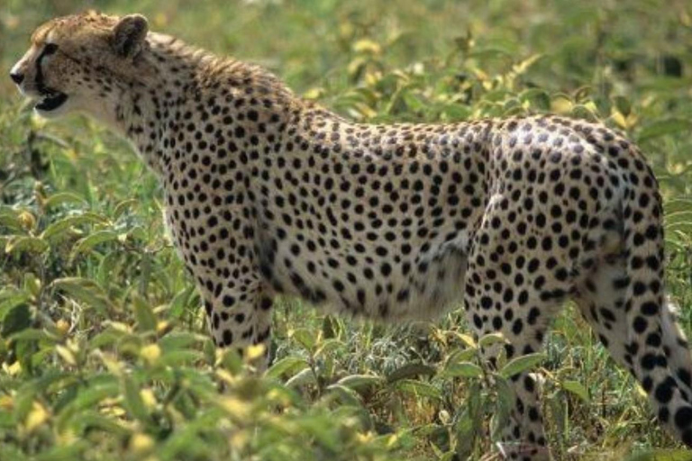 From Johannesburg: 2-Day Kruger National Park Safari