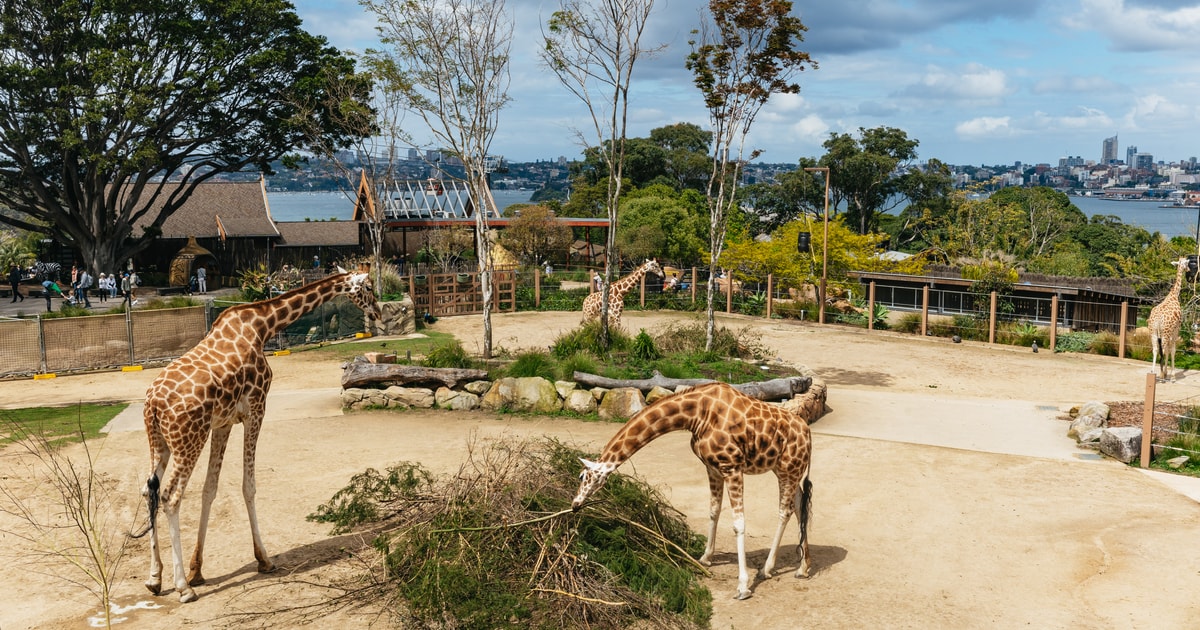 sydney taronga zoo prices