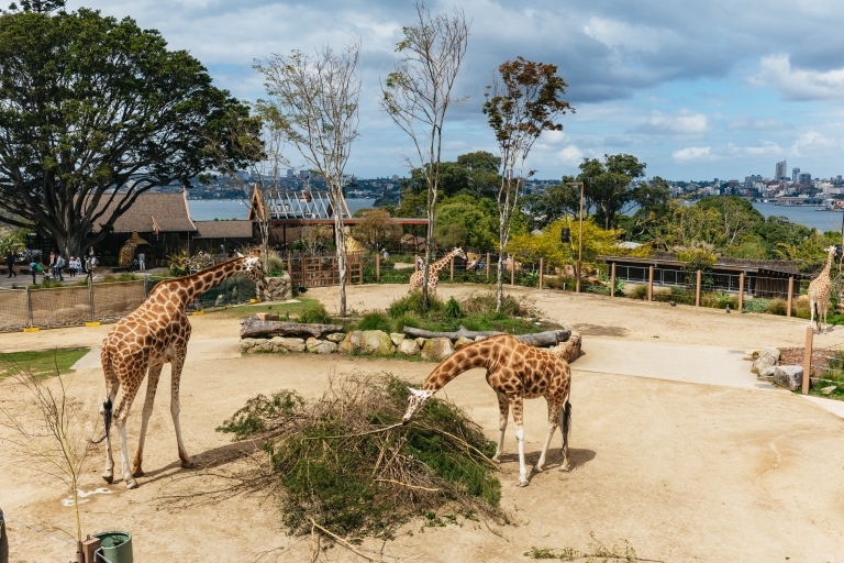 Sydney: bilety do ogrodu zoologicznego Taronga Zoo
