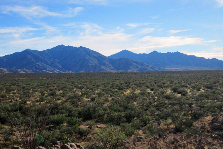 From Scottsdale: Madera Canyon Full-Day Nature Tour