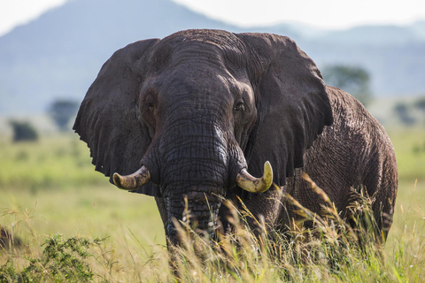 LOCATION: 3 Days Queen Elizabeth Park & Chimp Trekking Tour