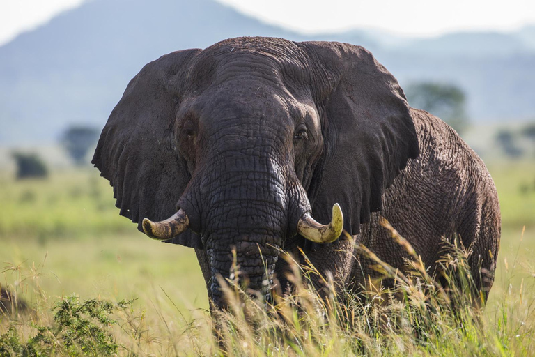LOCATION: 3 Days Queen Elizabeth Park & Chimp Trekking Tour