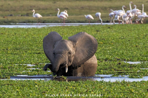 5 Days Gorilla Trek Chimpanzee Bwindi Lake Bunyonyi Entebbe