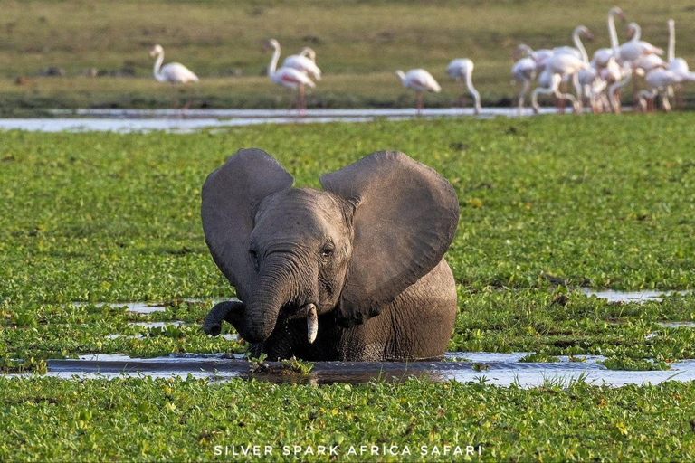 5 Days Gorilla Trek Chimpanzee Bwindi Lake Bunyonyi Entebbe
