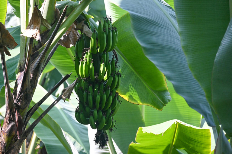 Arusha: Coffee Farm and Waterfalls Tour