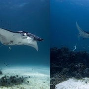 El Nido: Manta Ray Diving Experience in Sibaltan