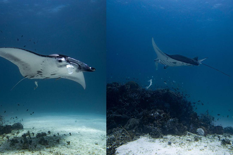 Palawan: Experiencia de buceo con mantarrayas en Sibaltan, El Nido.