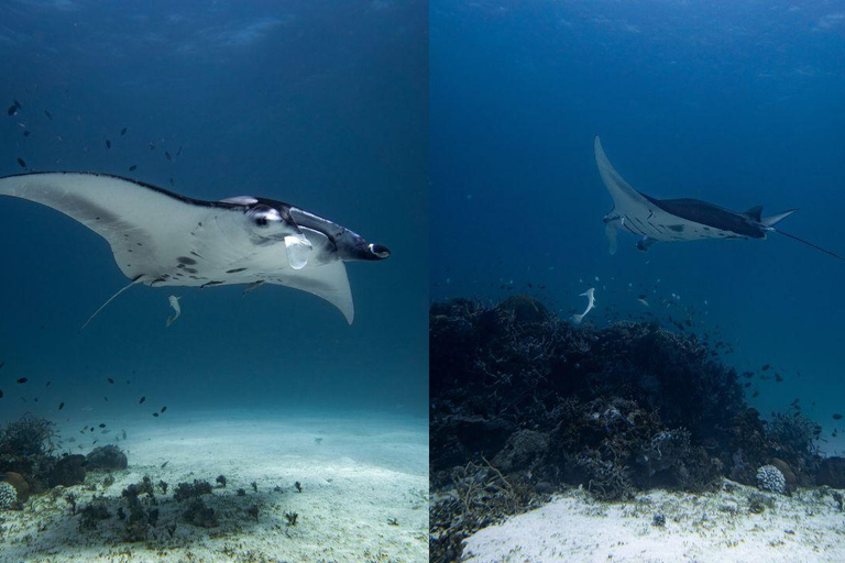 El Nido: Tauchen mit Manta-Rochen in Sibaltan