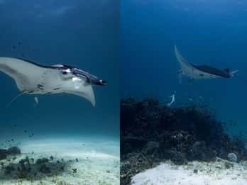 El Nido: Scopri le immersioni con le mante a Sibaltan