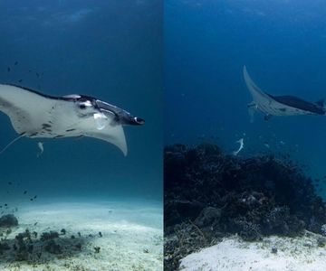 El Nido: Discover Scuba Diving with Manta Rays in Sibaltan