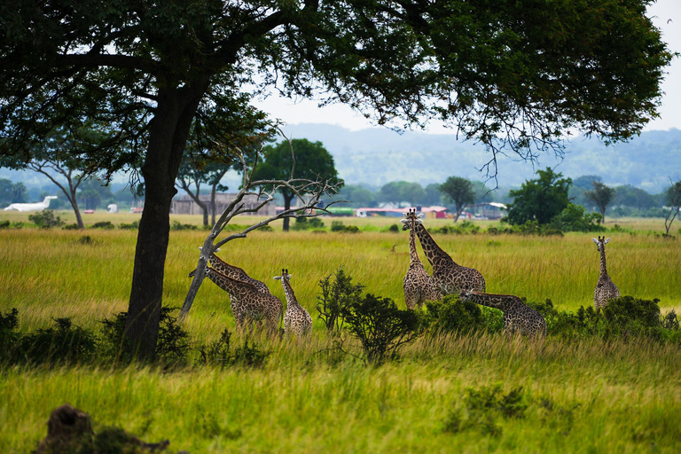 From Zanzibar: Best Day Safari Mikumi with flights and lunch