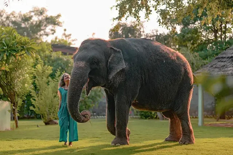 Jaipur Elephant Magic: Paint, Feed & Ride Tour with Pickup All Elephant Activity Riding, Feeding, Painting, Climbing