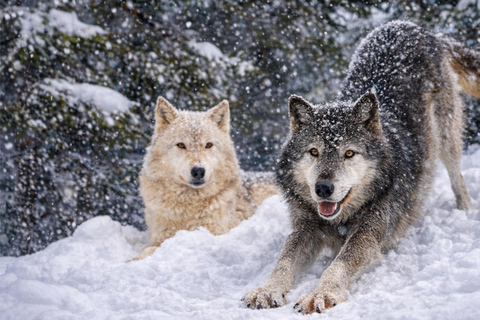 Sapporo 2-Month Special:Asahiyama Zoo & Snowy Landmarks Tour 8:10 am meet at JR Sapporo Station North exit