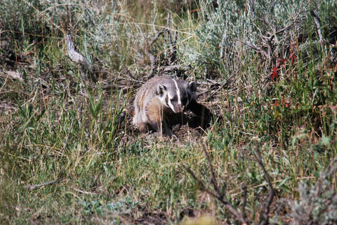 Yellowstone 2 Day Adventure - Upper and Lower Loop Tour