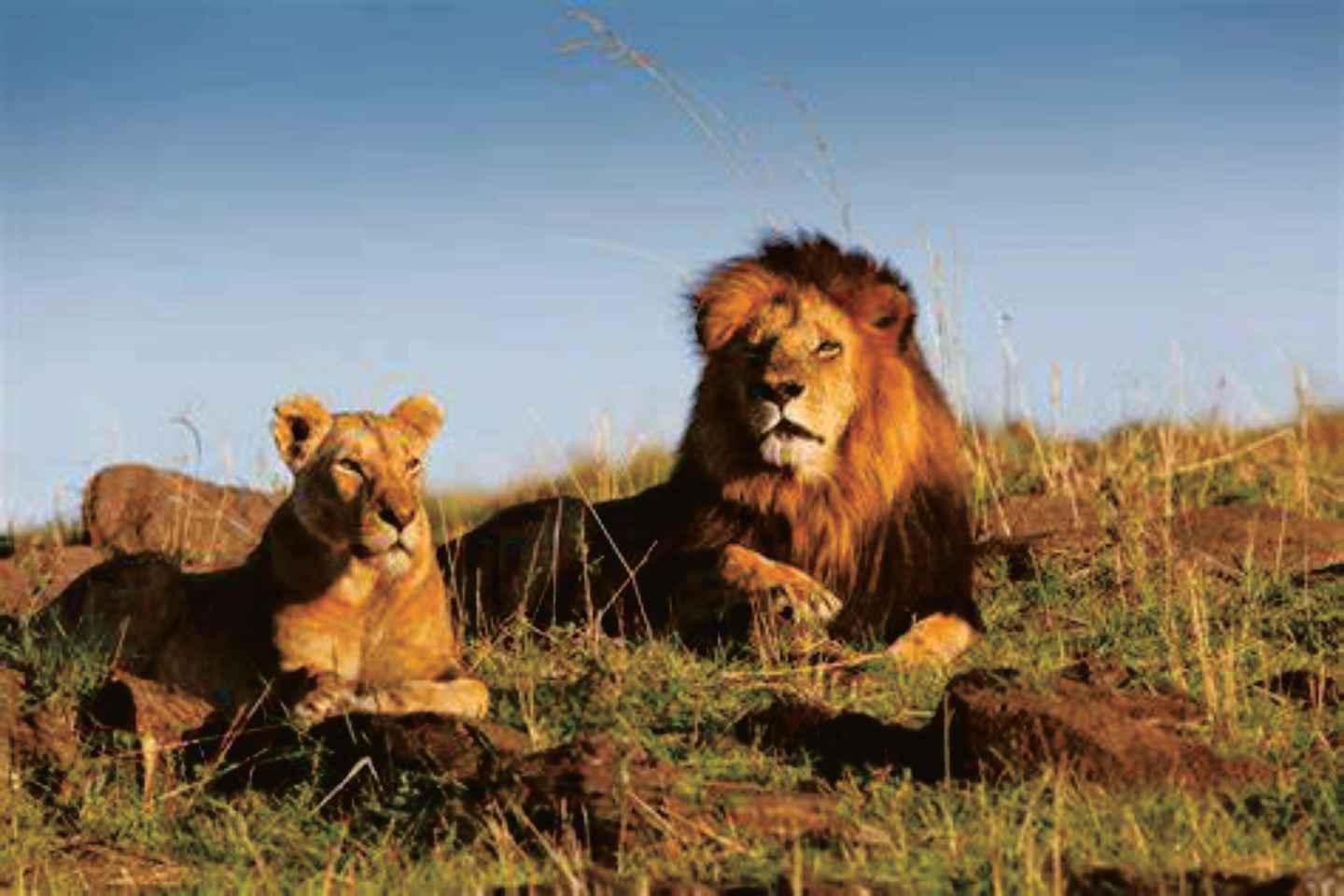 Lion & Safari Park Tour