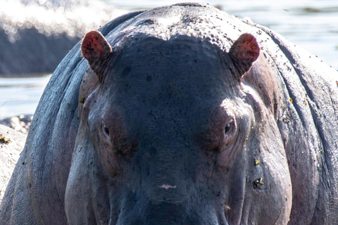 Scopri il nostro miglior safari di 4 giorni nel Masai Mara da Nairobi