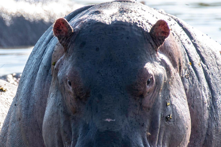 Entdecke unsere beste 4-tägige Masai Mara Safari ab Nairobi