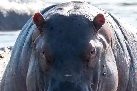 Esplora il mondo 2 giorni di safari nel cratere di Ngorongoro