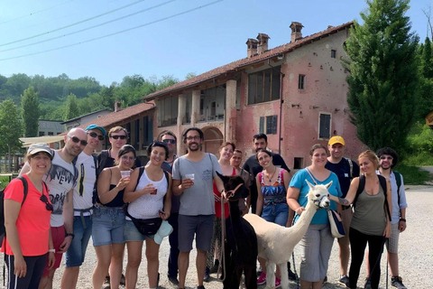 Langhe: Alpaca Walk, Farm Visit, and Traditional Picnic