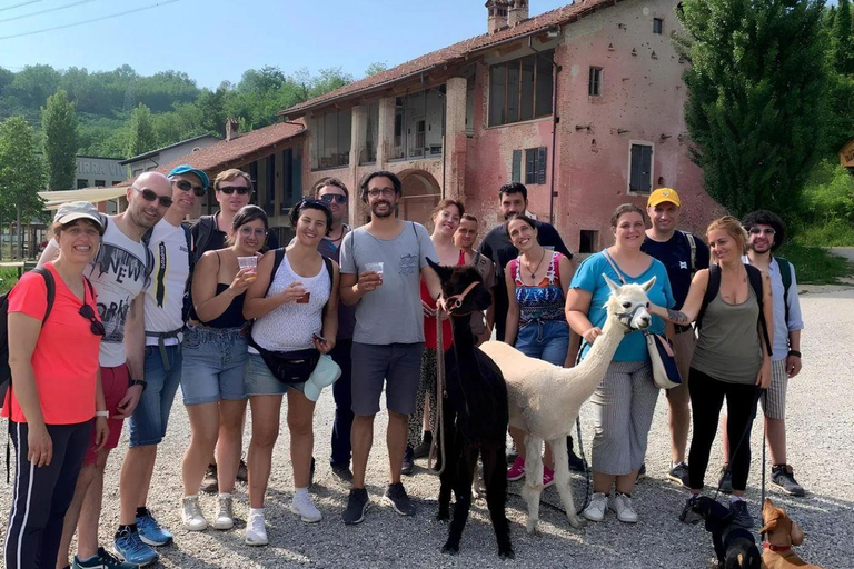 Langhe: Alpaca Walk, Farm Visit, and Traditional Picnic
