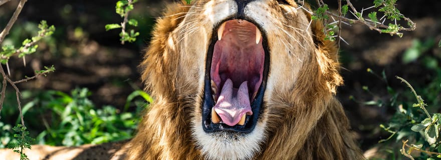 Au départ de Zanzibar : 3 jours de safari et de vol dans le Serengeti, célèbre dans le monde entier