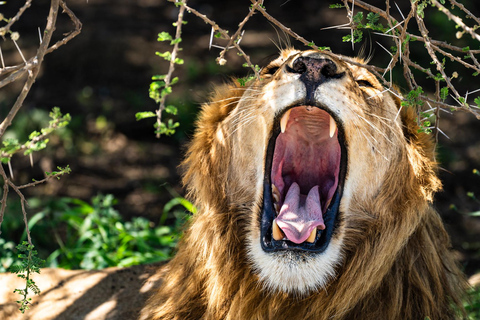 Sansibar: 4-tägige Safari-Reise zum atemberaubenden NatronseeAtemberaubende Lake Natron Safari Reise - Komfortable Unterkunft