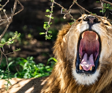 De Arusha: Safari de 3 dias em Tarangire, Ngorongoro e Manyara