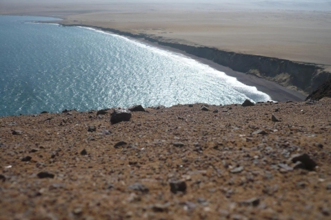 From Paracas: Private Tours Paracas National Reserve