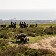 From Lisbon Atlantic Coast Guided Quad Bike Tour