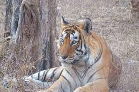 5 Tage Goldenes Dreieck Tour mit Ranthambore Safari