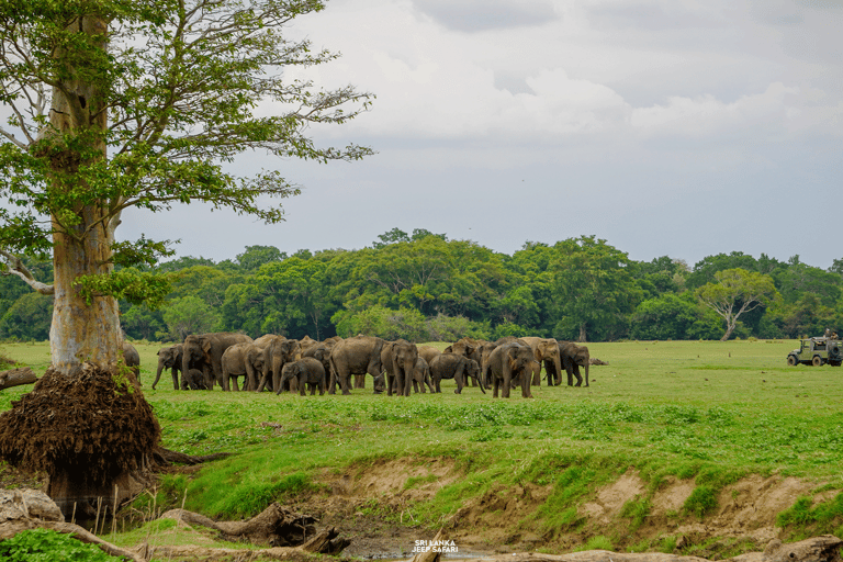 Kaudulla: tour di safari con gli elefanti al tramonto e visite alla fauna selvatica