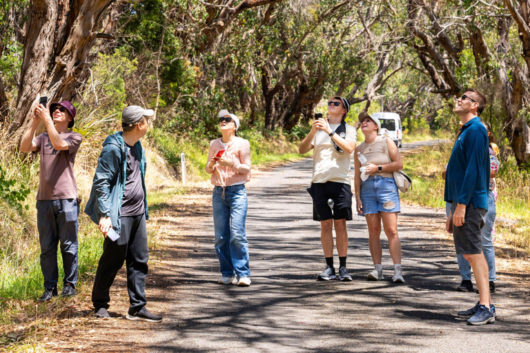 Au départ de Melbourne : Circuit Premium de la Grande Route de l&#039;Océan en sens inverseAu départ de Melbourne : circuit haut de gamme sur la Great Ocean Road dans le sens inverse