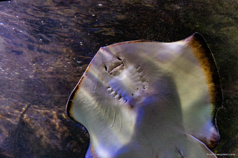 Río de Janeiro: ticket de entrada a AquaRio