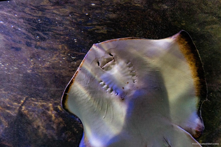 Río de Janeiro: ticket de entrada a AquaRio