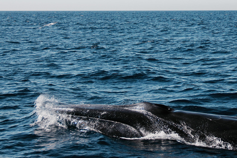 avistamento de cetáceos