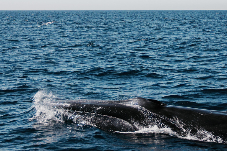 avistamento de cetáceos