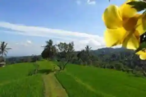 Bali: Hill Side Lemukih Treeking with Amazing view