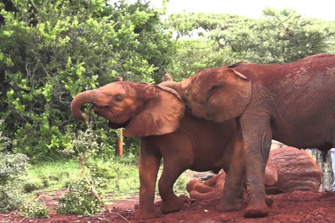 Nairobi : Orphelinat des éléphants, Centre des girafes et Bomas du Kenya